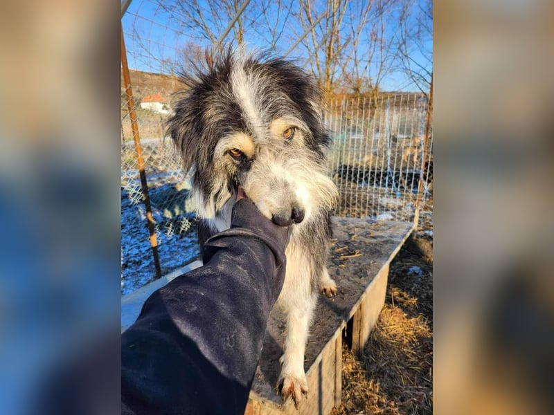 HARLEEN ♥ - Gerettet aus Horror Tötung Slatina, Ostern'22