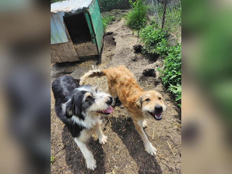 HARLEEN gerettet aus Horror Tötung von Slatina,  Ostern'22