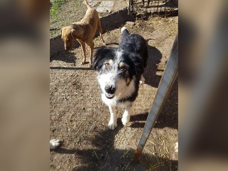 HARLEEN ♥ - Gerettet aus Horror Tötung Slatina, Ostern'22