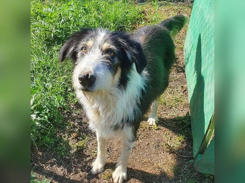 HARLEEN gerettet aus Horror Tötung von Slatina,  Ostern'22