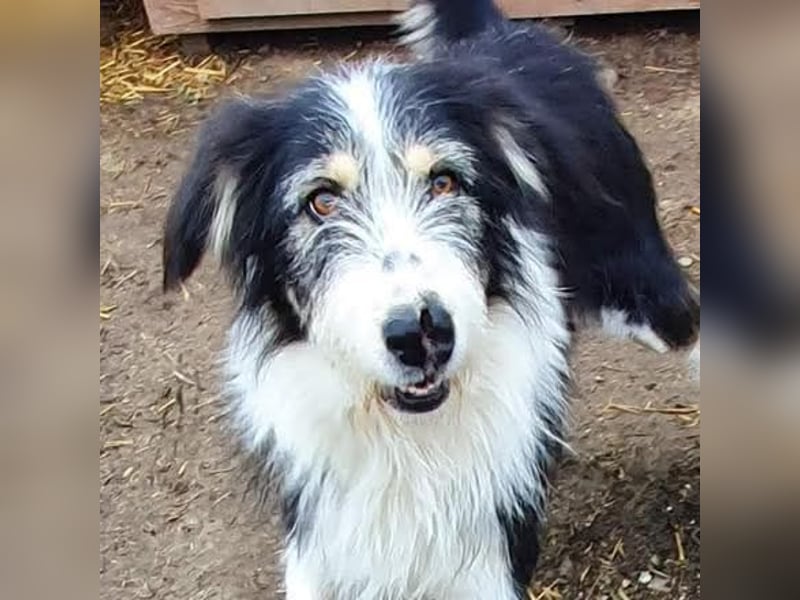 HARLEEN gerettet aus Horror Tötung von Slatina,  Ostern'22