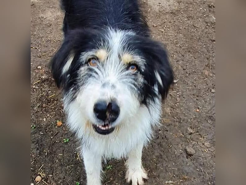 HARLEEN gerettet aus Horror Tötung von Slatina,  Ostern'22