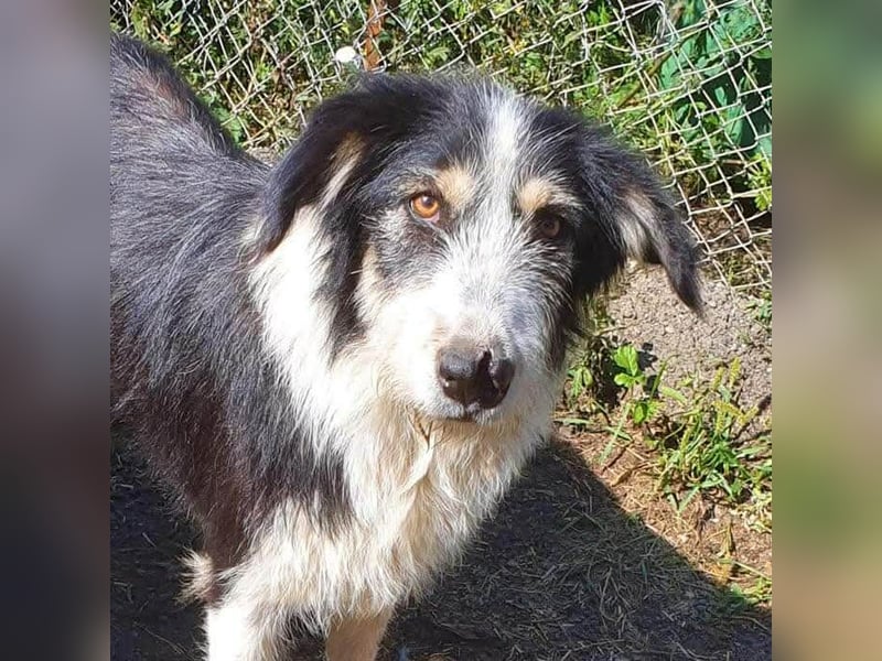 HARLEEN ♥ - Gerettet aus Horror Tötung Slatina, Ostern'22