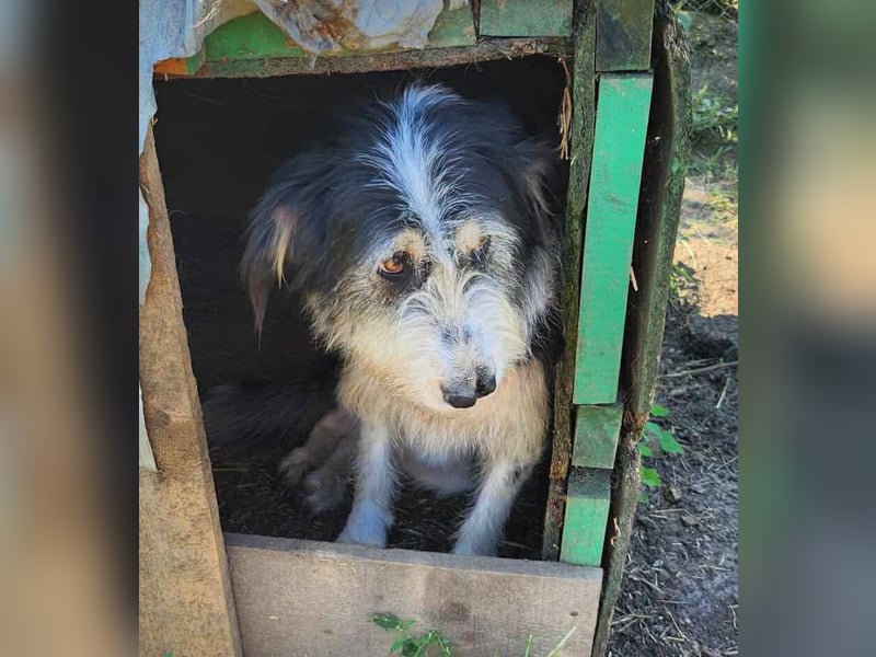HARLEEN gerettet aus Horror Tötung von Slatina,  Ostern'22