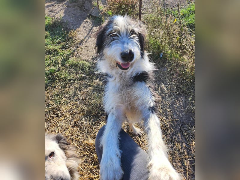 HARLEEN ♥ - Gerettet aus Horror Tötung Slatina, Ostern'22