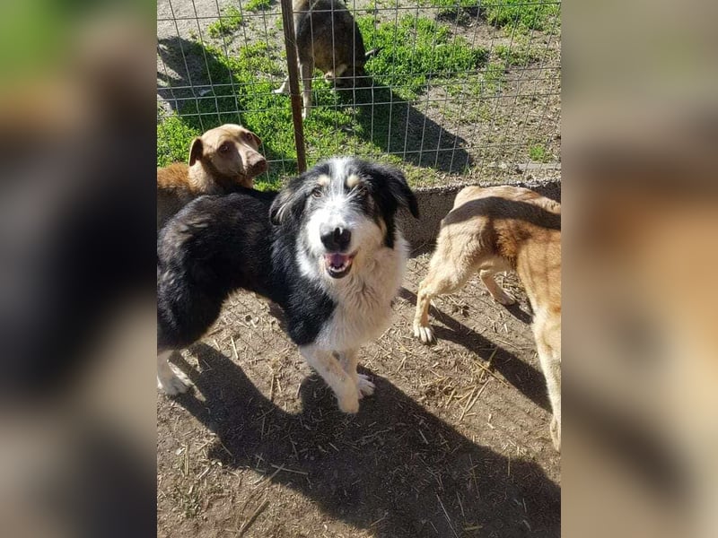 HARLEEN gerettet aus Horror Tötung von Slatina,  Ostern'22