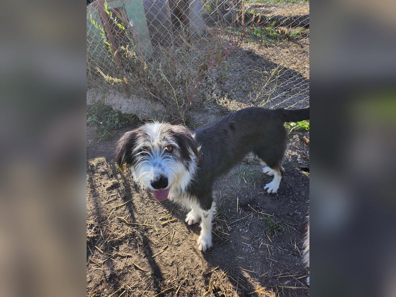 HARLEEN gerettet aus Horror Tötung von Slatina,  Ostern'22