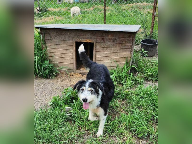 HARLEEN ♥ - Gerettet aus Horror Tötung Slatina, Ostern'22