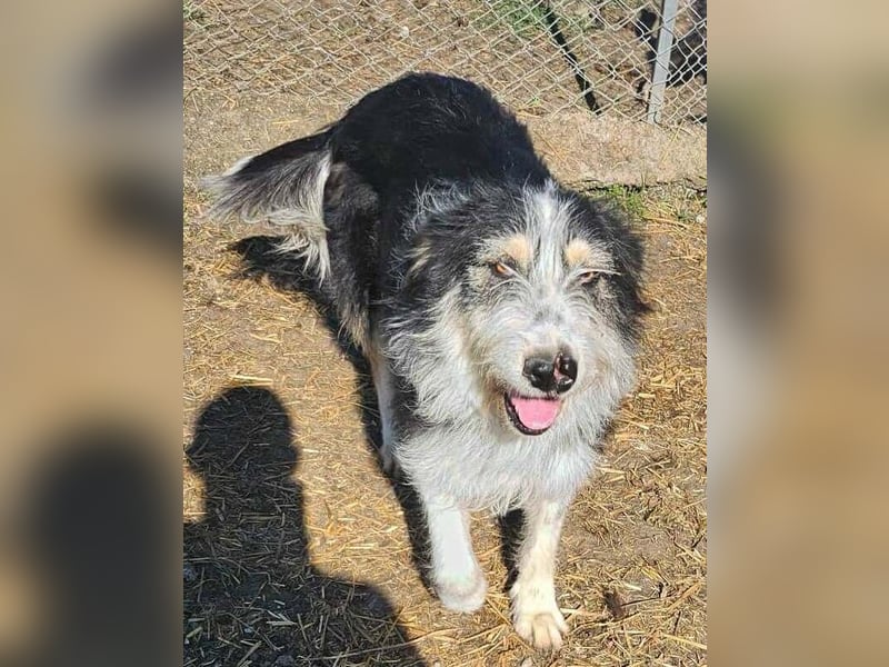 HARLEEN gerettet aus Horror Tötung von Slatina,  Ostern'22