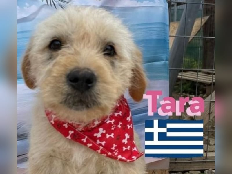 Tara, geb.01/25 - aufgeschlossenes Hundemädchen sucht ihre Familie