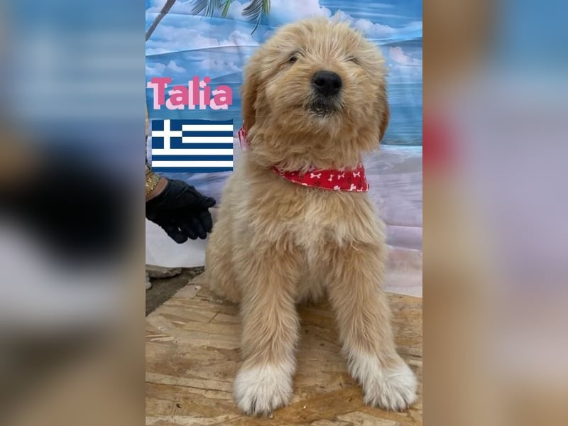 Talia, geb.01/25 - anhängliches Hundemädchen sucht ihre Familie
