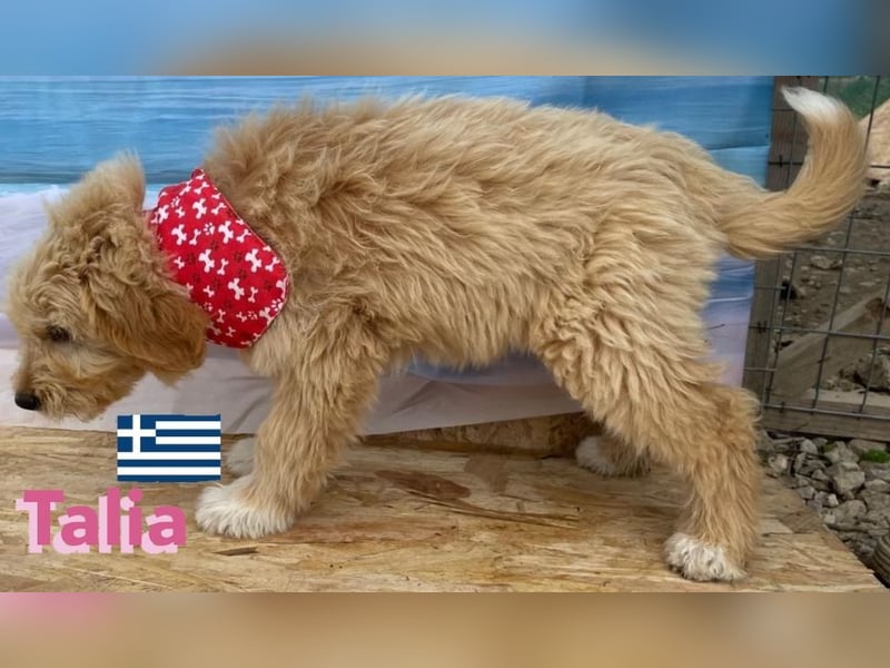 Talia, geb.01/25 - anhängliches Hundemädchen sucht ihre Familie