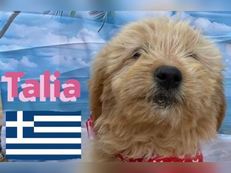 Talia, geb.01/25 - anhängliches Hundemädchen sucht ihre Familie