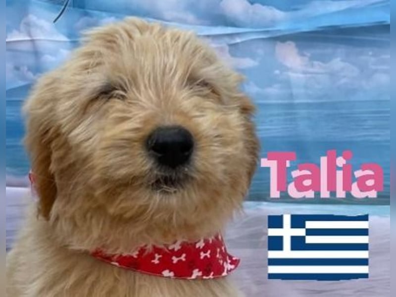 Talia, geb.01/25 - anhängliches Hundemädchen sucht ihre Familie