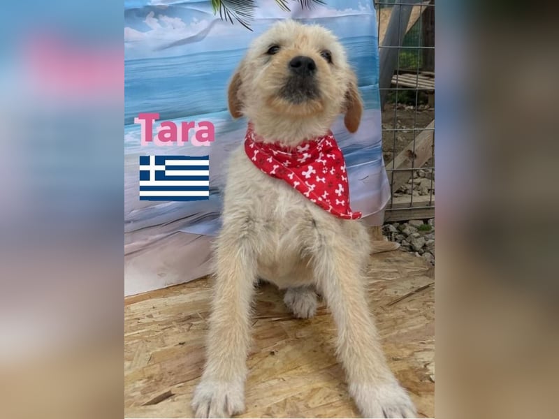 Tara, geb.01/25 - aufgeschlossenes Hundemädchen sucht ihre Familie