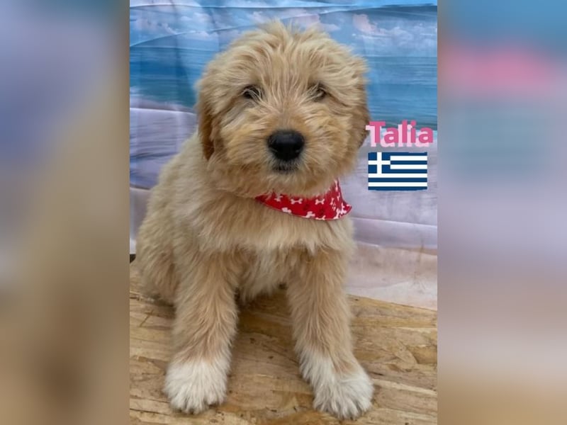 Talia, geb.01/25 - anhängliches Hundemädchen sucht ihre Familie