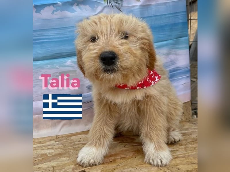 Talia, geb.01/25 - anhängliches Hundemädchen sucht ihre Familie