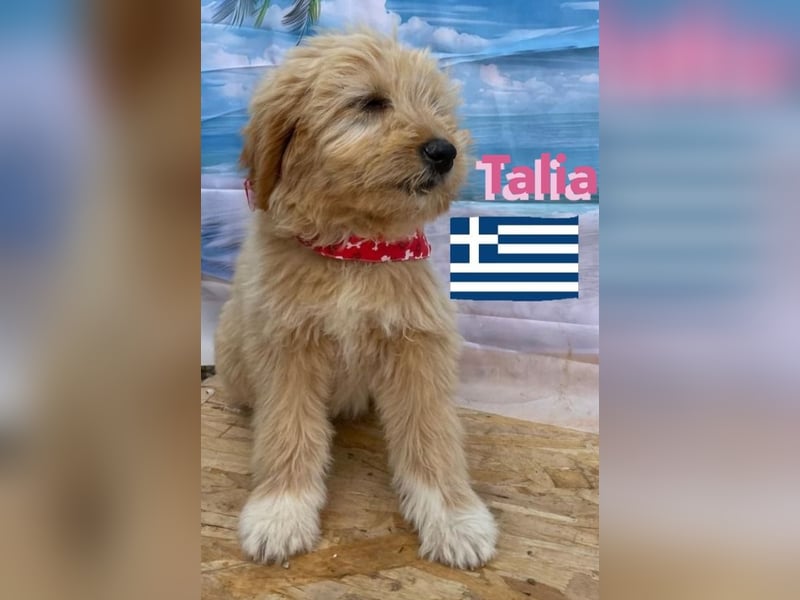 Talia, geb.01/25 - anhängliches Hundemädchen sucht ihre Familie