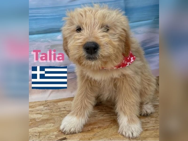 Talia, geb.01/25 - anhängliches Hundemädchen sucht ihre Familie