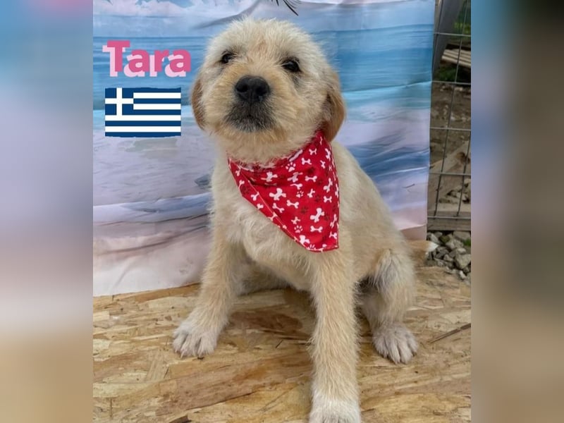 Tara, geb.01/25 - aufgeschlossenes Hundemädchen sucht ihre Familie
