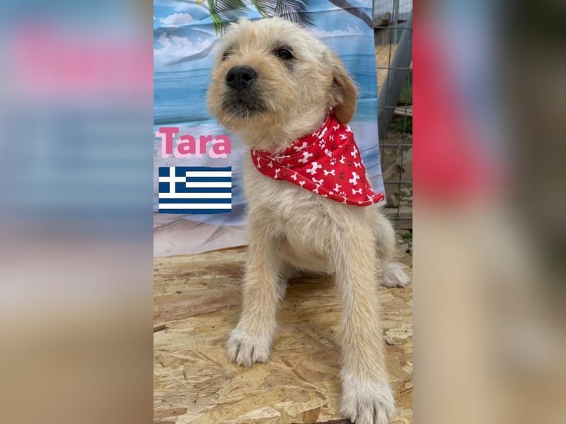 Tara, geb.01/25 - aufgeschlossenes Hundemädchen sucht ihre Familie
