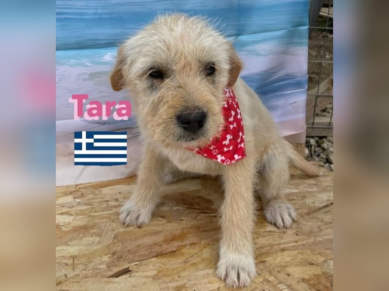 Tara, geb.01/25 - aufgeschlossenes Hundemädchen sucht ihre Familie