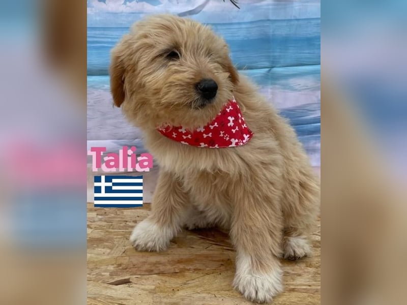 Talia, geb.01/25 - anhängliches Hundemädchen sucht ihre Familie