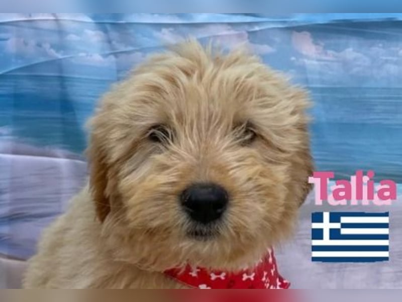 Talia, geb.01/25 - anhängliches Hundemädchen sucht ihre Familie