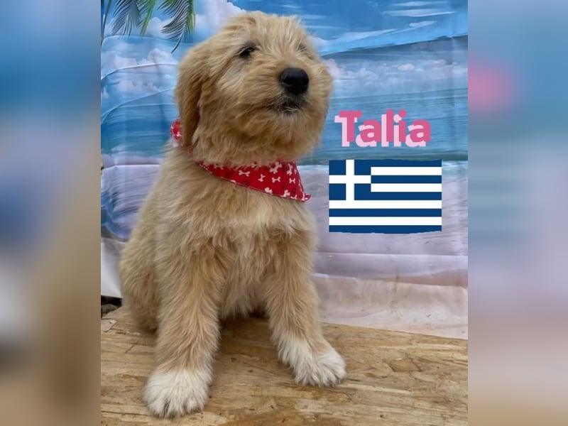 Talia, geb.01/25 - anhängliches Hundemädchen sucht ihre Familie