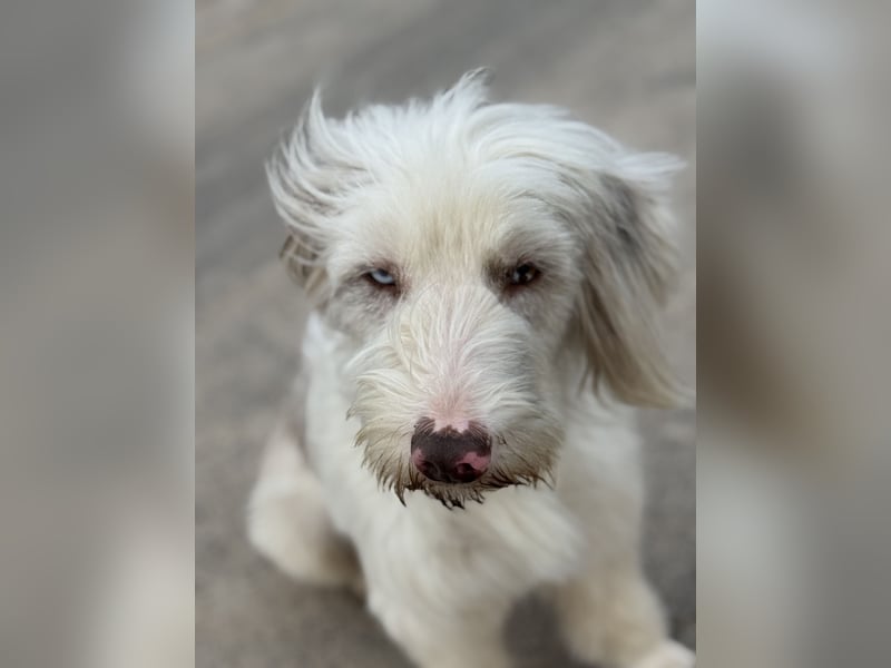 Aussie- Bearded -Collie Hündin  4 Jahre alt