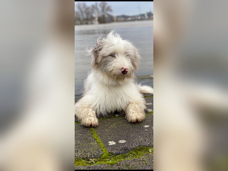 Aussie- Bearded -Collie Hündin  4 Jahre alt