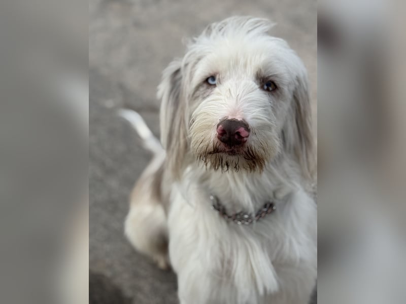 Aussie- Bearded -Collie Hündin  4 Jahre alt