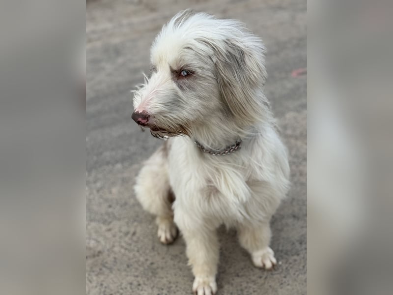 Aussie- Bearded -Collie Hündin  4 Jahre alt
