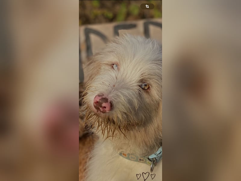 Aussie- Bearded -Collie Hündin  4 Jahre alt