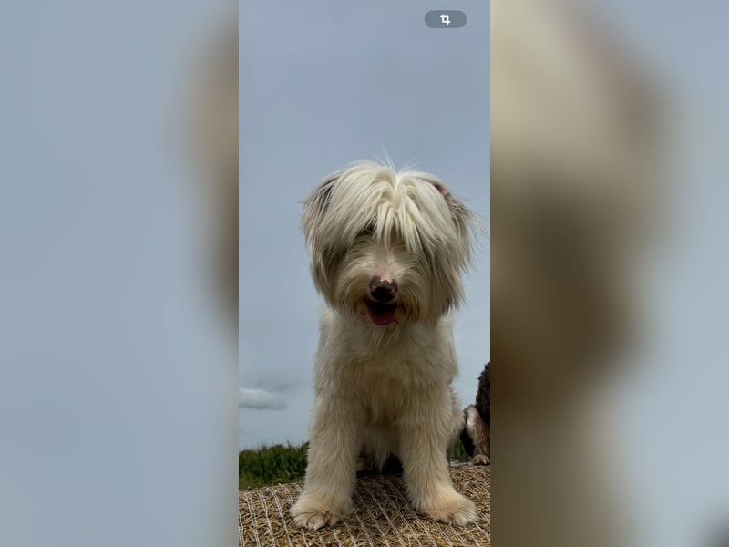 Aussie- Bearded -Collie Hündin  4 Jahre alt