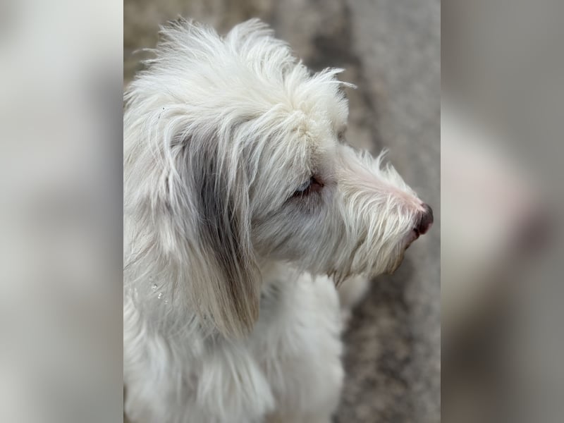 Aussie- Bearded -Collie Hündin  4 Jahre alt