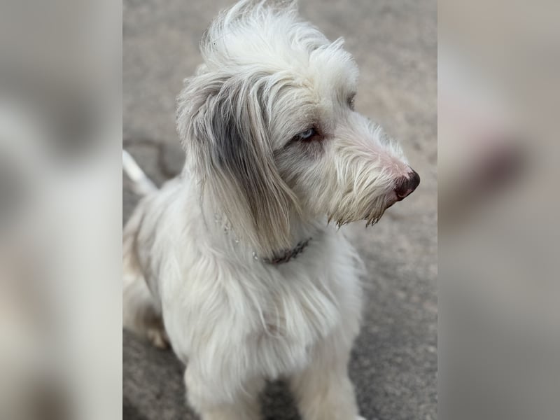 Aussie- Bearded -Collie Hündin  4 Jahre alt