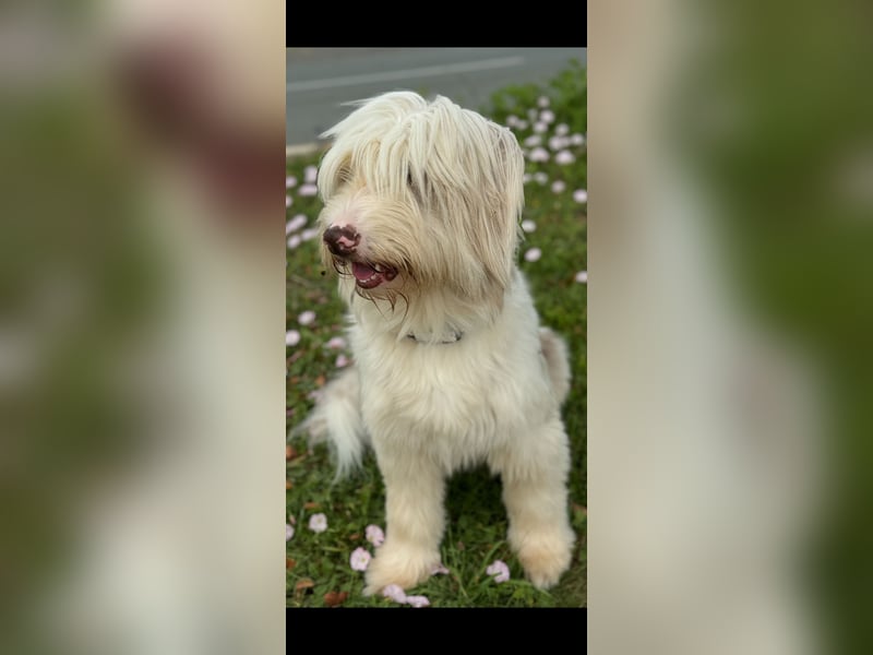 Aussie- Bearded -Collie Hündin  4 Jahre alt
