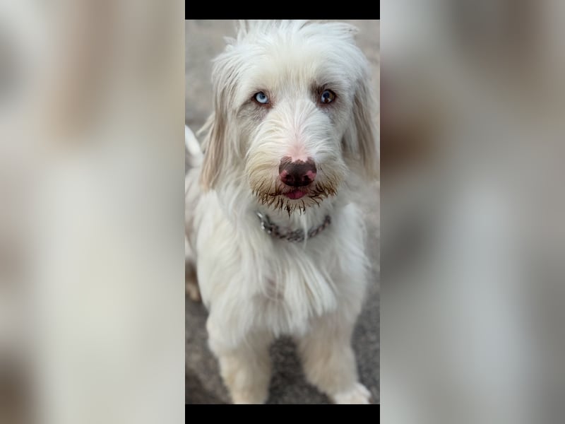 Aussie- Bearded -Collie Hündin  4 Jahre alt