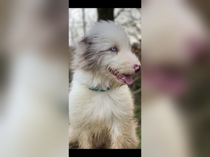 Aussie- Bearded -Collie Hündin  4 Jahre alt