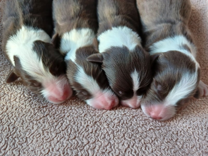 Bearded Collie Welpen in fawn & braun