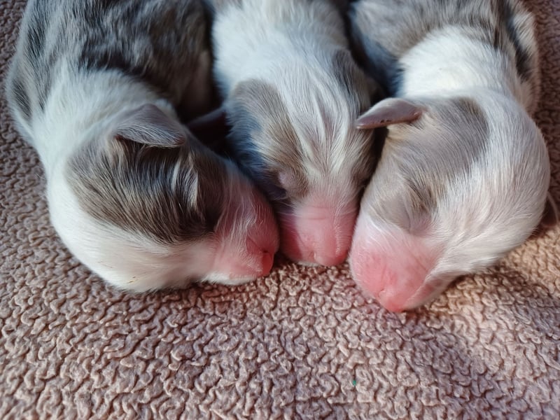 Bearded Collie Welpen in fawn & braun