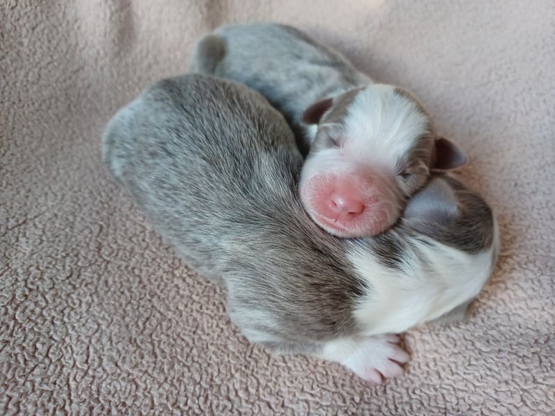 Bearded Collie Welpen in fawn & braun