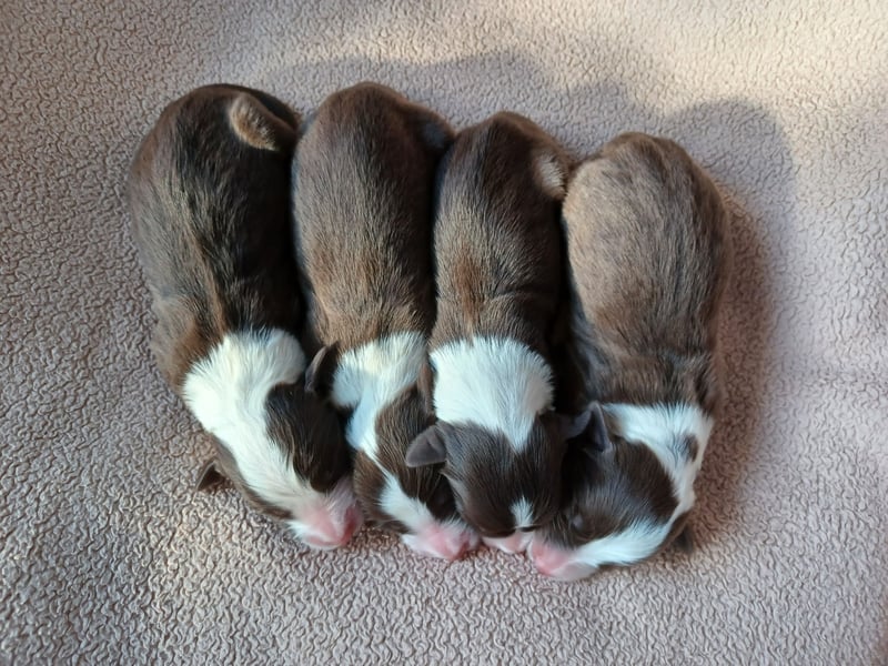 Bearded Collie Welpen in fawn & braun