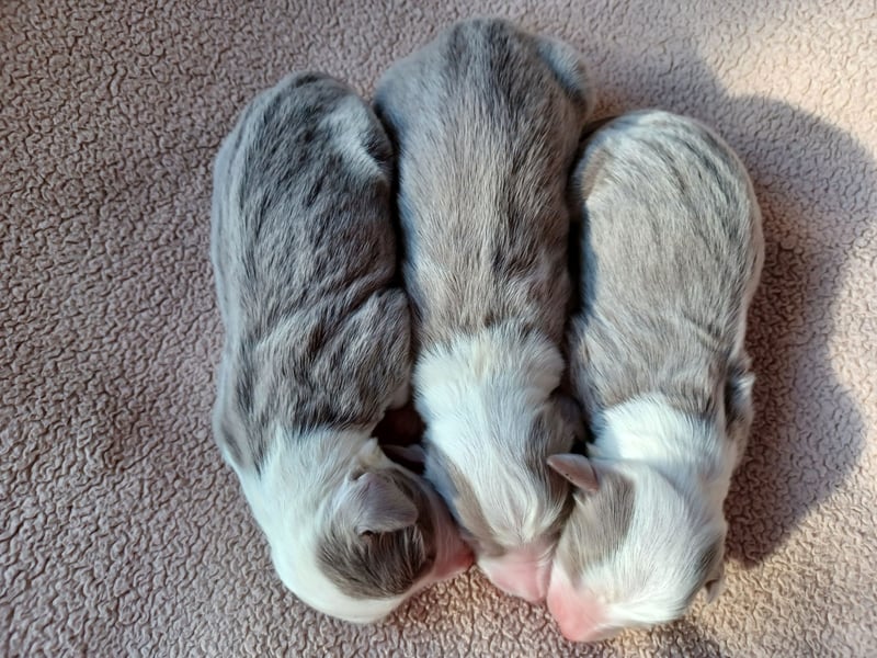 Bearded Collie Welpen in fawn & braun