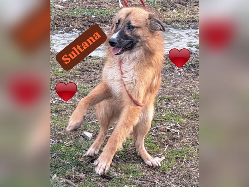 Hündin Sultana , nix für couch potatoes