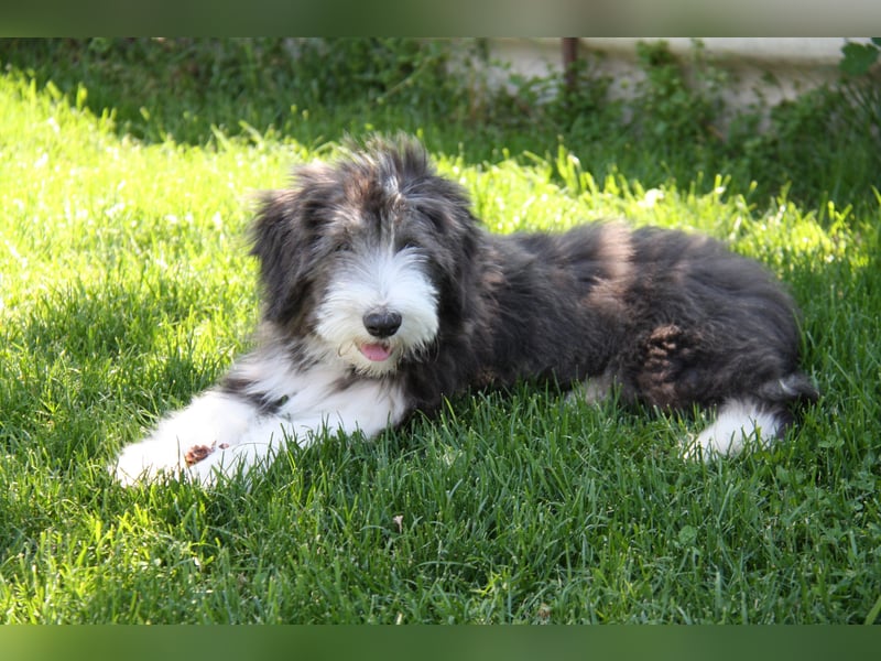Bearded Collie , 1 Mädchen ist bereit für die Welt!
