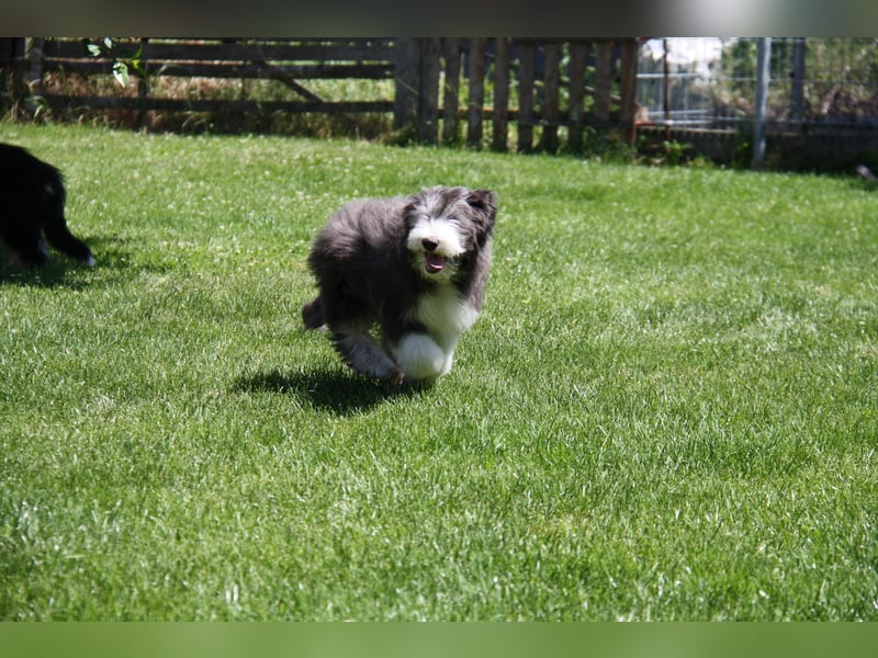Bearded Collie , 1 Mädchen ist bereit für die Welt!