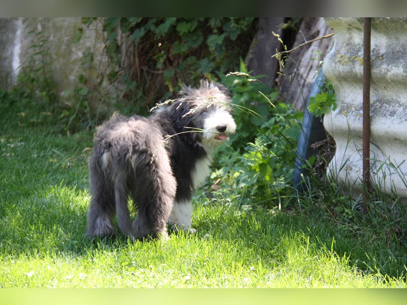 Bearded Collie , 1 Mädchen ist bereit für die Welt!