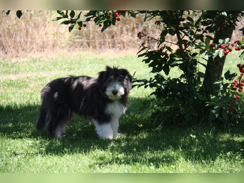 Bearded Collie , 1 Mädchen ist bereit für die Welt!